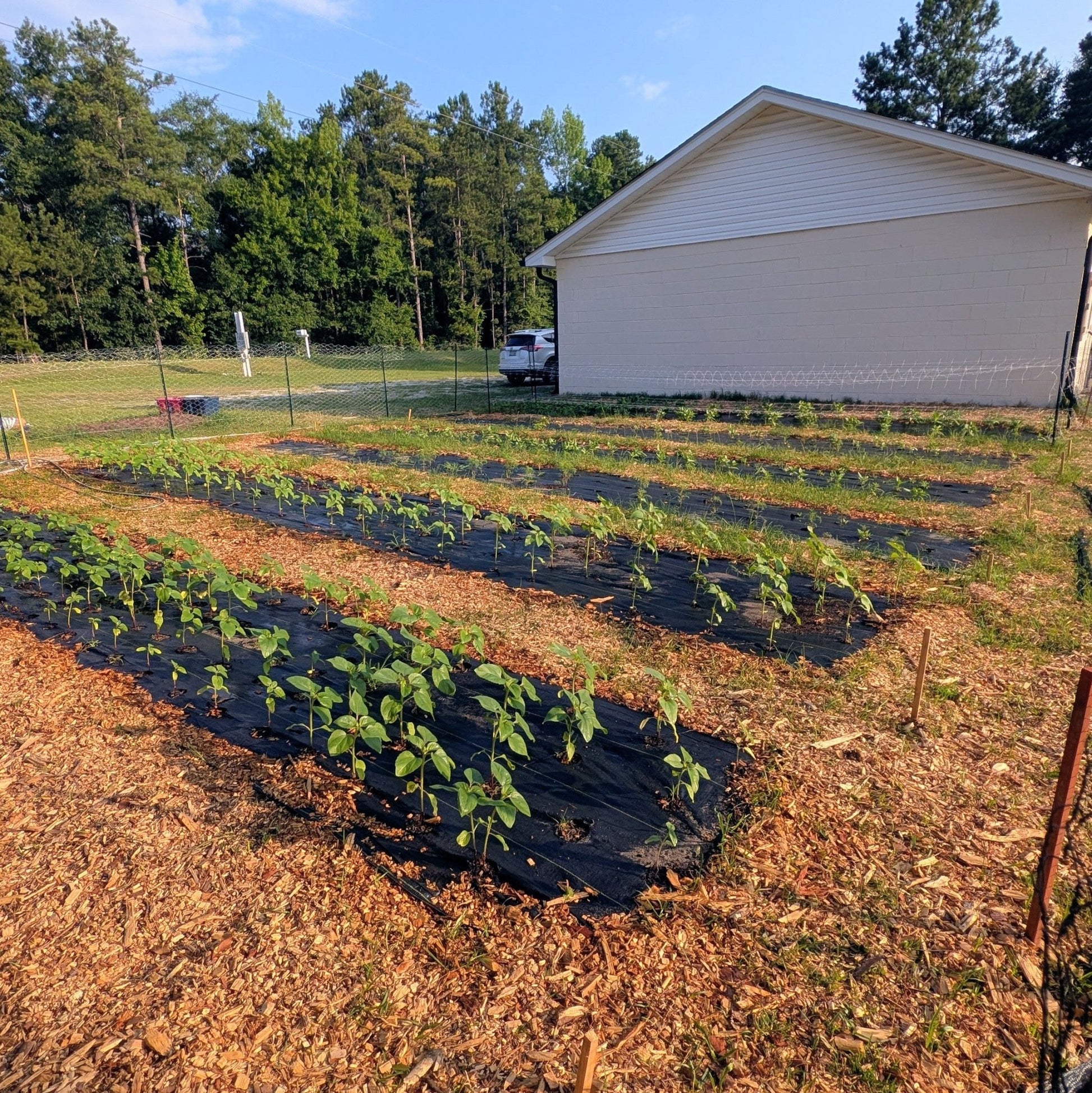 Support Our Roots: Sponsor the Farm & Garden - Wild Root Remedies