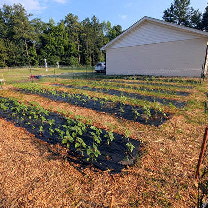 Support Our Roots: Sponsor the Farm & Garden - Wild Root Remedies