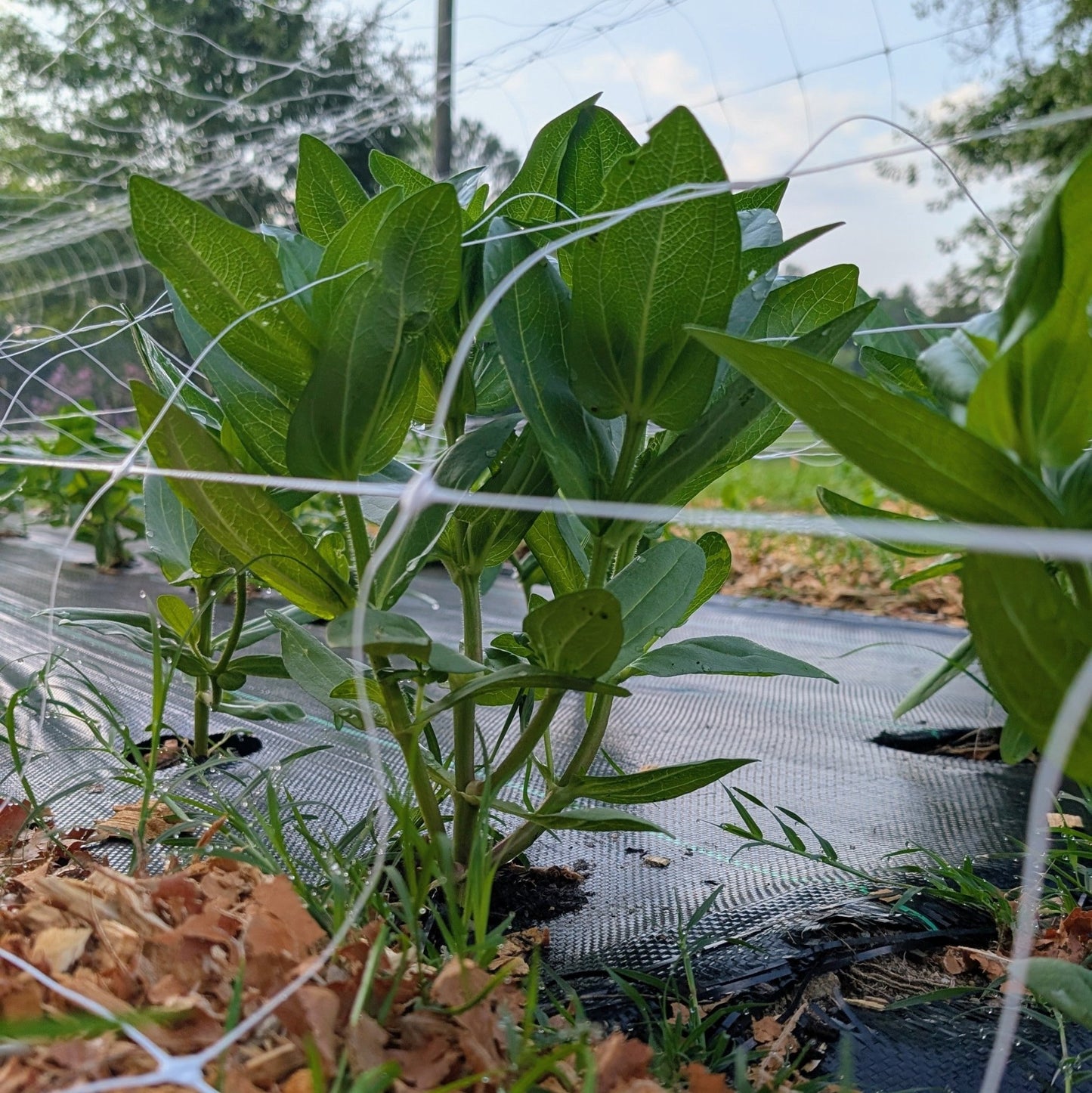 Support Our Roots: Sponsor the Farm & Garden - Wild Root Remedies